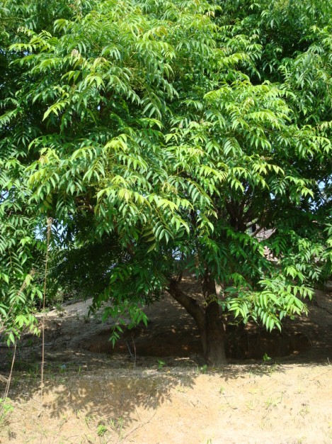 Toxicodendron vernicifluum Seed